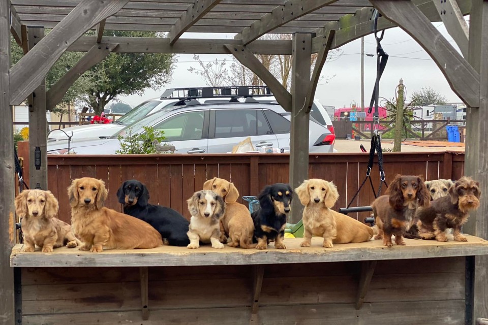 Group of Dachshunds gathered on a table