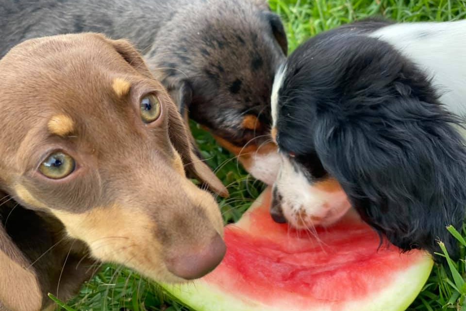 3 Dachshunds sharing a watermelon