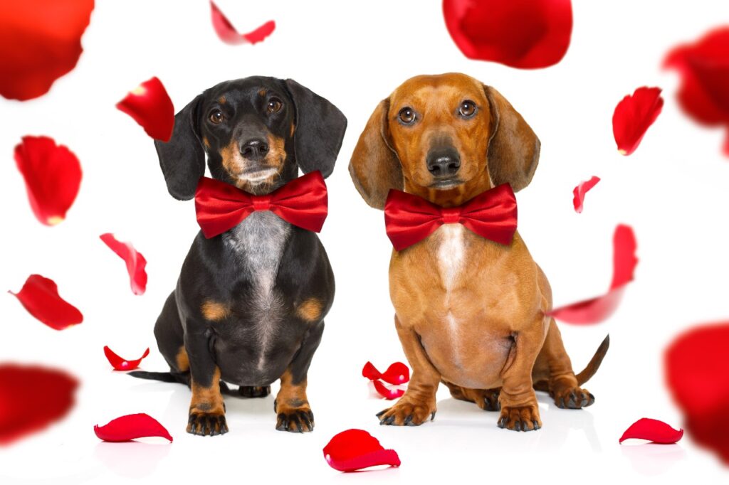couple of dachshund sausage dogs in love for happy valentines day with rose flower in mouth , isaolated on white background petals flying around in air