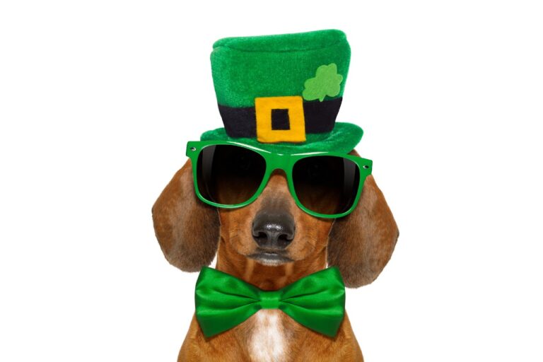 dachshund dog with st patricks day hat and sunglasses, isolated on white background