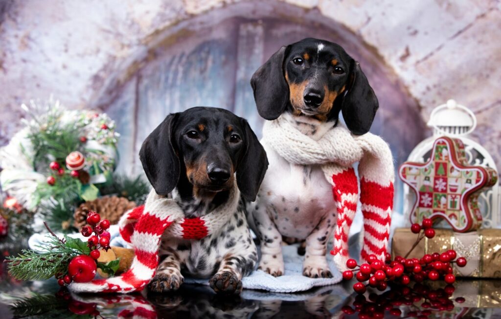 Two dachshunds piebald color; New Year's puppy; Christmas dog; christmas dachshunds