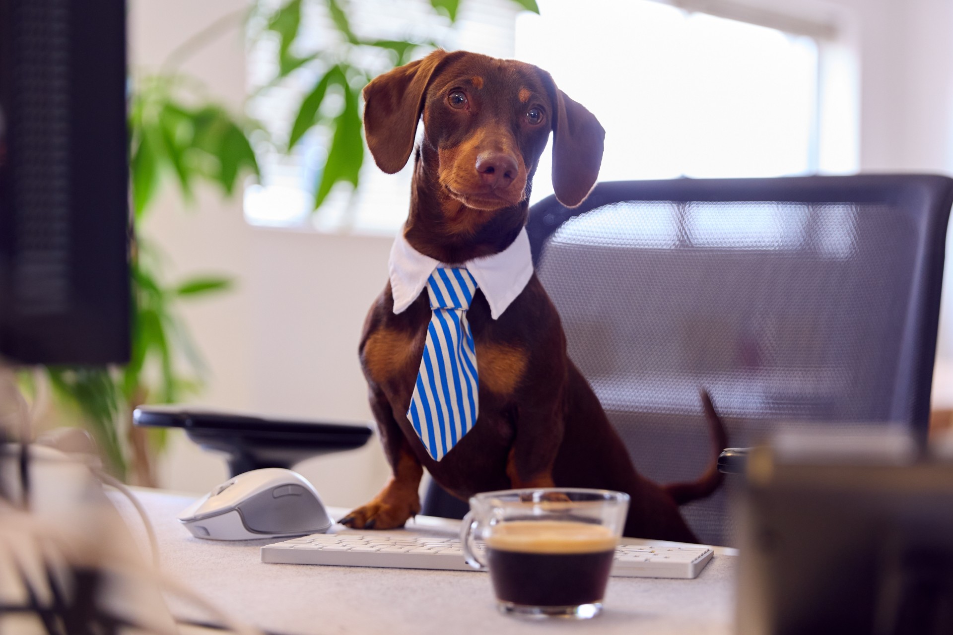 Funny Shot Of Pet Dachshund Dog Dress As Businessman at Dream-A-Dream Job Opportunities