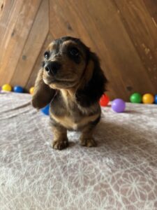 Dachshund Puppy - Ollie