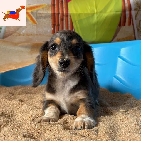 Dachshund Puppy - Django