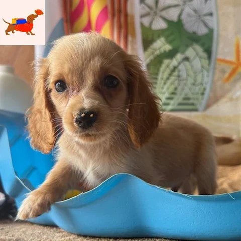 Dachshund Puppy - Dodger