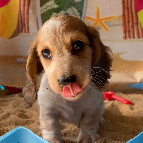 Dachshund Puppy - Oakley