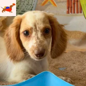 Dachshund Puppy - Diesel