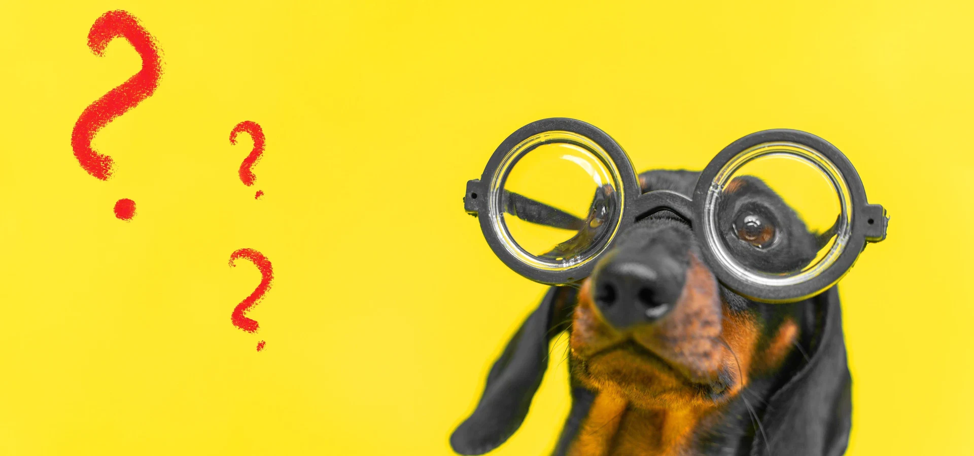 Portrait of adorable dachshund puppy wearing glasses with round thick lenses, who is sitting with puzzled face on yellow background with painted question marks, front view - FAQs