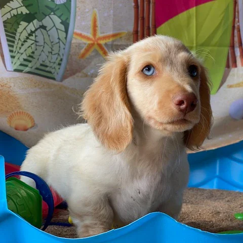 Dachshund Puppy - Kai