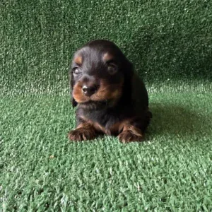 Dachshund Puppy - Aggie