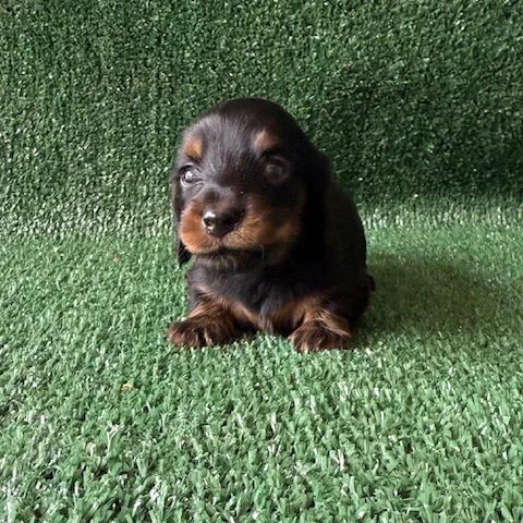 Dachshund Puppy - Aggie