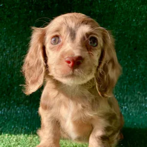 Dachshund Puppy - Chanel