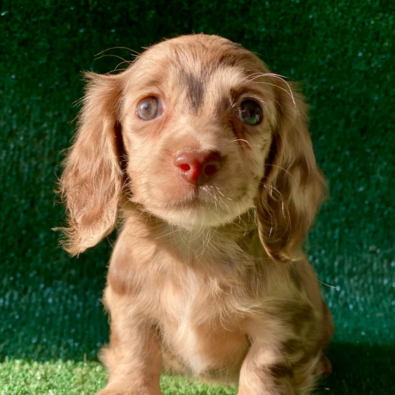 Dachshund Puppy - Chanel