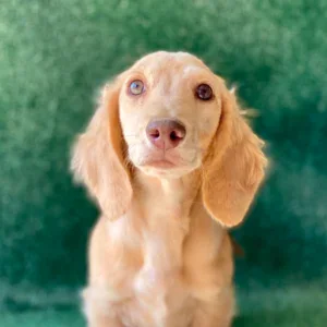 Dachshund Puppy - Chevy