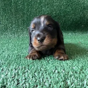 Dachshund Puppy - Cowboy