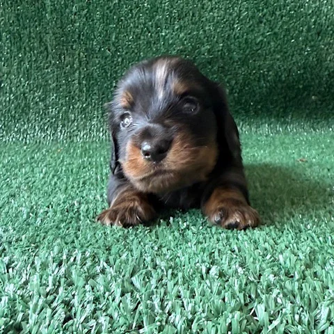 Dachshund Puppy - Cowboy
