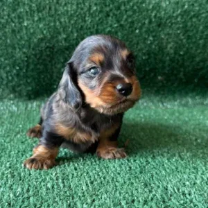 Dachshund Puppy - Dallas