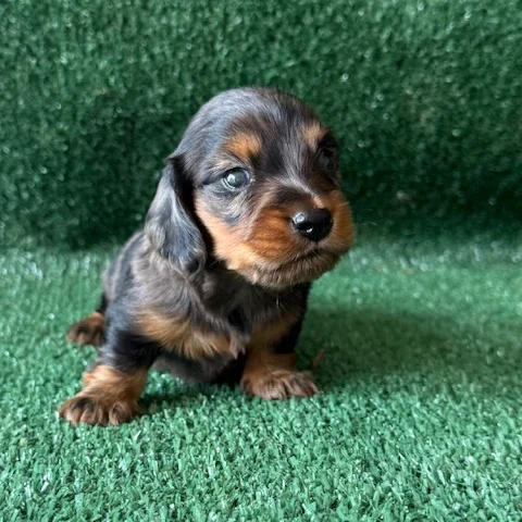 Dachshund Puppy - Dallas