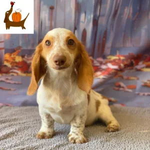 Dachshund Puppy - Fall Sale - Diesel