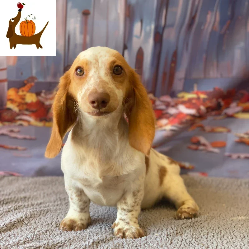 Dachshund Puppy - Fall Sale - Diesel
