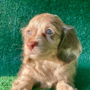 Dachshund Puppy - Dior