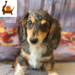 Dachshund Puppy - Fall Sale - Django