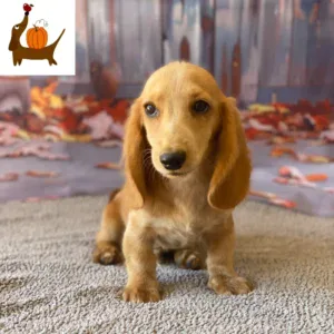 Dachshund Puppy - Fall Sale - Dodger