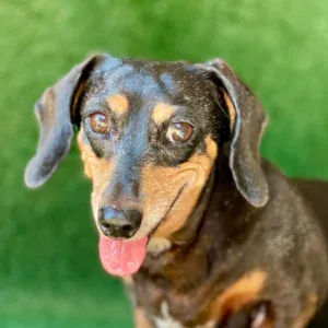 Dream-A-Dream Adoptions - Ellie