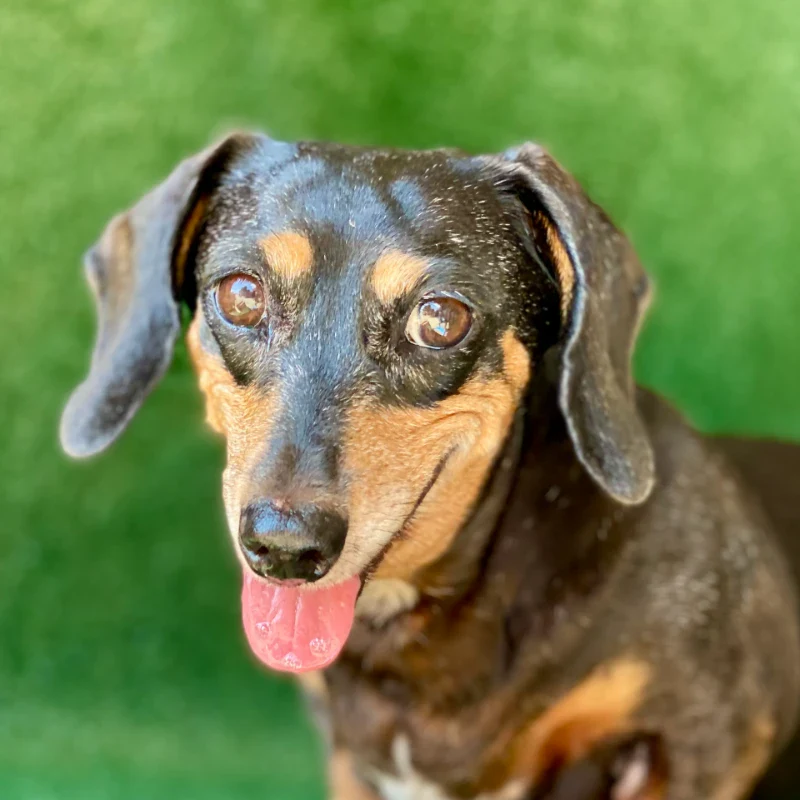 Dream-A-Dream Adoptions - Ellie