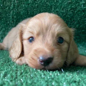 Dachshund Puppy - Emmitt