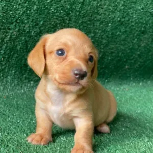Dachshund Puppy - Henry