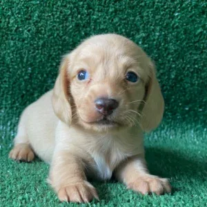 Dachshund Puppy - Ivory