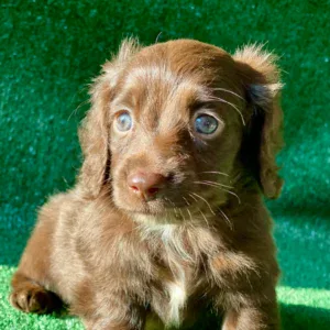 Dachshund Puppy - Louie