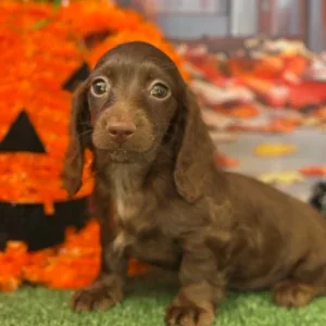Dachshund Puppy - Fenti