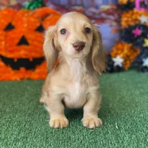 Dachshund Puppy - Stormi