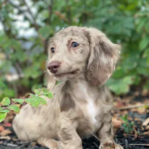Dachshund Puppy - Chanel
