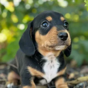 Dachshund Puppy - Chico