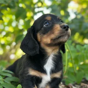 Dachshund Puppy - Coal