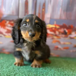 Dachshund Puppy - Cowboy