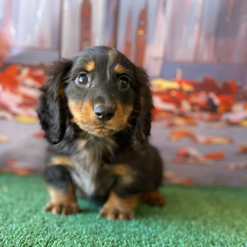 Dachshund Puppy - Cowboy