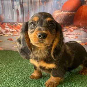 Dachshund Puppy - Dallas