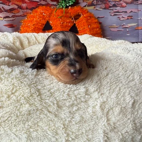 Dachshund Puppy - Elvis