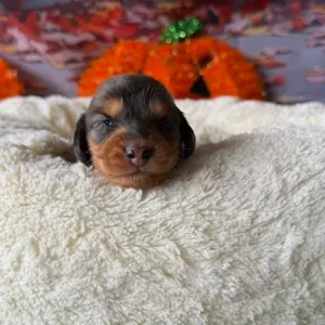 Dachshund Puppy - Ember