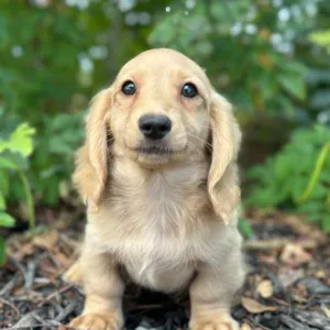 Dachshund Puppy - Emmitt