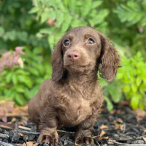 Dachshund Puppy - Fenti