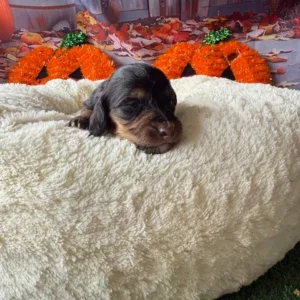 Dachshund Puppy - Indie