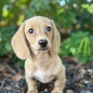 Dachshund Puppy - Ivory