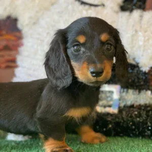 Dachshund Puppy - Jolene