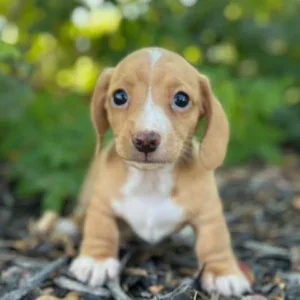 Dachshund Puppy - Lacey