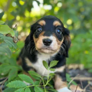 Dachshund Puppy - Lilo